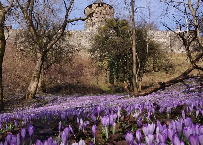 Penzinger In بيت للعطل